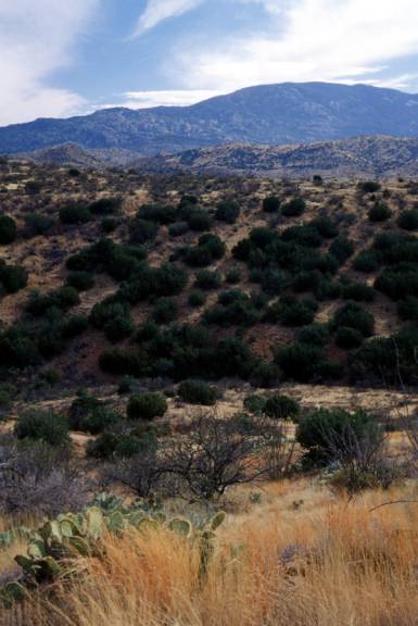 Oak-juniper savanna, Rincon Mountains in background