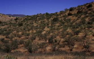 hillside with young mesquite trees, Redington Pass
