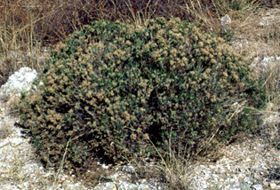 turpentine bush, A-7 Ranch