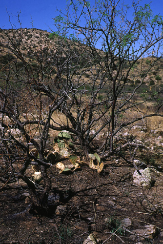 burned and re-leafing mesquite, Redington Pass