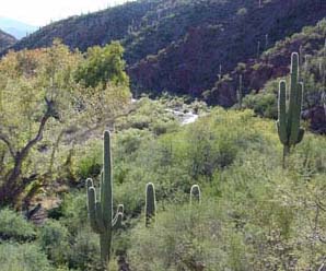 canyon view with saguaros