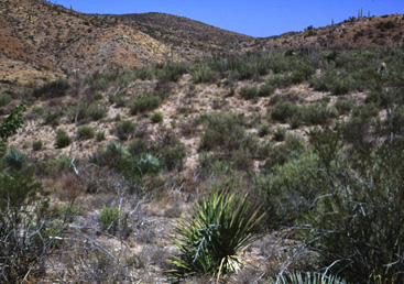 Sonoran Desert scrub - Arizona Upland vegetation