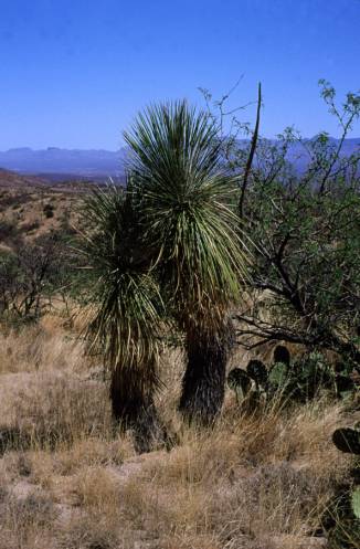 Yucca elata, in Chihuahuan semi-desert grassland